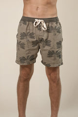 Traveller Palm Short